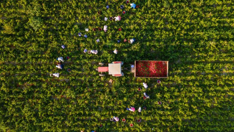 Braccianti agricoli: emerge il ruolo del ‘padronato’ italiano nello sfruttamento