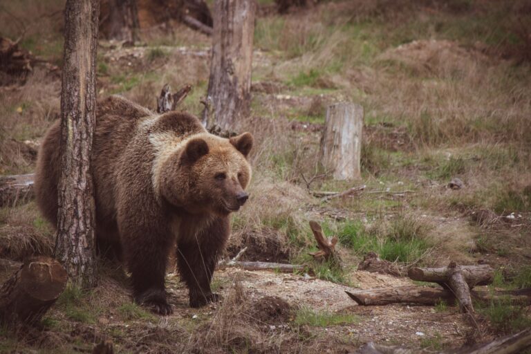 Orso in fuga tra le case in Valtellina: il video diventa virale
